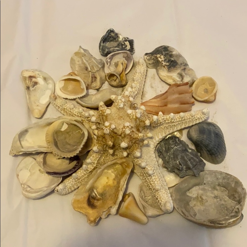 Assortment of seashells